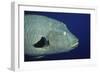 Humpback Wrasse Closeup-Hal Beral-Framed Photographic Print