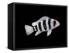 Humphead Cichlid {Cyphotilapia Frontosa)-Jane Burton-Framed Stretched Canvas