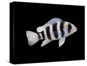 Humphead Cichlid {Cyphotilapia Frontosa)-Jane Burton-Stretched Canvas