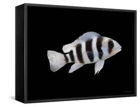 Humphead Cichlid {Cyphotilapia Frontosa)-Jane Burton-Framed Stretched Canvas