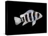 Humphead Cichlid {Cyphotilapia Frontosa)-Jane Burton-Stretched Canvas