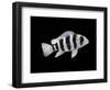 Humphead Cichlid {Cyphotilapia Frontosa)-Jane Burton-Framed Premium Photographic Print