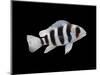 Humphead Cichlid {Cyphotilapia Frontosa)-Jane Burton-Mounted Premium Photographic Print