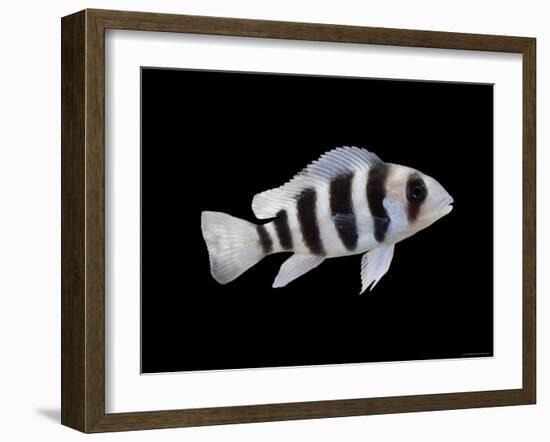 Humphead Cichlid {Cyphotilapia Frontosa)-Jane Burton-Framed Photographic Print