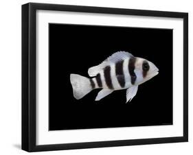 Humphead Cichlid {Cyphotilapia Frontosa)-Jane Burton-Framed Photographic Print