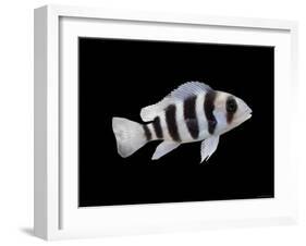 Humphead Cichlid {Cyphotilapia Frontosa)-Jane Burton-Framed Photographic Print