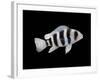 Humphead Cichlid {Cyphotilapia Frontosa)-Jane Burton-Framed Photographic Print