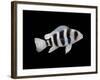 Humphead Cichlid {Cyphotilapia Frontosa)-Jane Burton-Framed Photographic Print