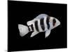 Humphead Cichlid {Cyphotilapia Frontosa)-Jane Burton-Mounted Photographic Print