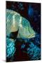 Humphead Wrasse with Soft Corals at Elphinstone Reef, Red Sea, Egypt-Ali Kabas-Mounted Photographic Print