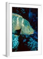 Humphead Wrasse with Soft Corals at Elphinstone Reef, Red Sea, Egypt-Ali Kabas-Framed Photographic Print