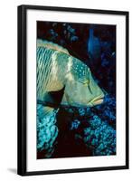 Humphead Wrasse with Soft Corals at Elphinstone Reef, Red Sea, Egypt-Ali Kabas-Framed Photographic Print