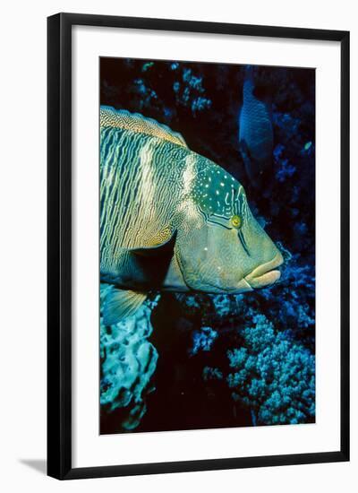 Humphead Wrasse with Soft Corals at Elphinstone Reef, Red Sea, Egypt-Ali Kabas-Framed Photographic Print