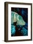 Humphead Wrasse with Soft Corals at Elphinstone Reef, Red Sea, Egypt-Ali Kabas-Framed Photographic Print