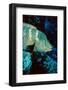 Humphead Wrasse with Soft Corals at Elphinstone Reef, Red Sea, Egypt-Ali Kabas-Framed Photographic Print