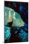 Humphead Wrasse with Soft Corals at Elphinstone Reef, Red Sea, Egypt-Ali Kabas-Mounted Photographic Print