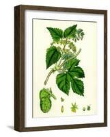 Humulus Lupulus Common Hop-null-Framed Giclee Print