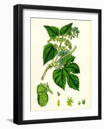 Humulus Lupulus Common Hop-null-Framed Giclee Print