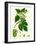 Humulus Lupulus Common Hop-null-Framed Giclee Print