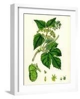 Humulus Lupulus Common Hop-null-Framed Giclee Print