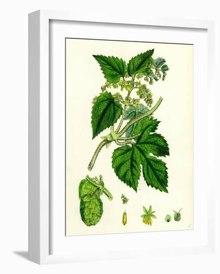 Humulus Lupulus Common Hop-null-Framed Giclee Print