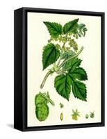 Humulus Lupulus Common Hop-null-Framed Stretched Canvas