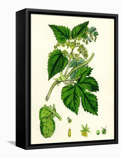 Humulus Lupulus Common Hop-null-Framed Stretched Canvas