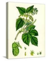 Humulus Lupulus Common Hop-null-Stretched Canvas