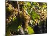 Hunawihr, Alsatian Wine Route, Alsace Region, Haut-Rhin, France-Walter Bibikow-Mounted Photographic Print