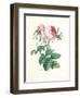 Hundred-Leaved Rose-Pierre-Joseph Redouté-Framed Giclee Print