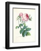 Hundred-Leaved Rose-Pierre-Joseph Redouté-Framed Giclee Print