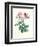 Hundred-Leaved Rose-Pierre-Joseph Redouté-Framed Giclee Print