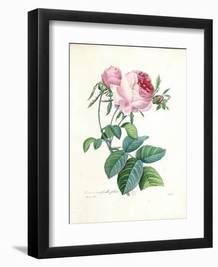 Hundred-Leaved Rose-Pierre-Joseph Redouté-Framed Giclee Print