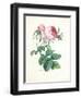 Hundred-Leaved Rose-Pierre-Joseph Redouté-Framed Giclee Print