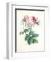 Hundred-Leaved Rose-Pierre-Joseph Redouté-Framed Giclee Print