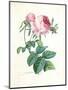 Hundred-Leaved Rose-Pierre-Joseph Redouté-Mounted Giclee Print