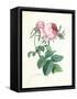 Hundred-Leaved Rose-Pierre-Joseph Redouté-Framed Stretched Canvas