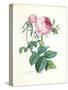 Hundred-Leaved Rose-Pierre-Joseph Redouté-Stretched Canvas