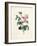 Hundred-Leaved Rose-Pierre Joseph Redout?-Framed Giclee Print