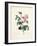 Hundred-Leaved Rose-Pierre Joseph Redout?-Framed Giclee Print