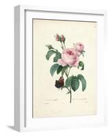 Hundred-Leaved Rose-Pierre Joseph Redout?-Framed Giclee Print