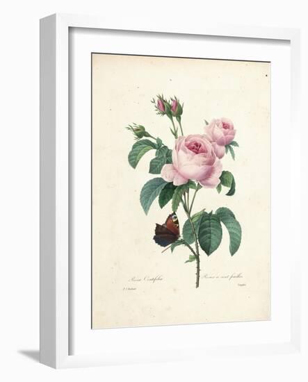 Hundred-Leaved Rose-Pierre Joseph Redout?-Framed Giclee Print