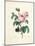 Hundred-Leaved Rose-Pierre Joseph Redout?-Mounted Giclee Print