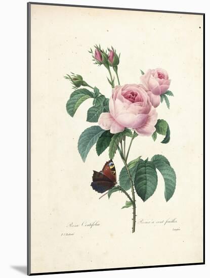 Hundred-Leaved Rose-Pierre Joseph Redout?-Mounted Giclee Print