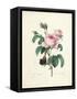 Hundred-Leaved Rose-Pierre Joseph Redout?-Framed Stretched Canvas