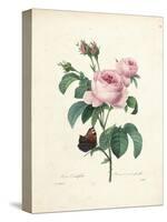 Hundred-Leaved Rose-Pierre Joseph Redout?-Stretched Canvas