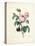 Hundred-Leaved Rose-Pierre Joseph Redout?-Stretched Canvas