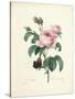 Hundred-Leaved Rose-Pierre Joseph Redout?-Stretched Canvas