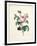 Hundred-Leaved Rose-Pierre Joseph Redout?-Framed Giclee Print