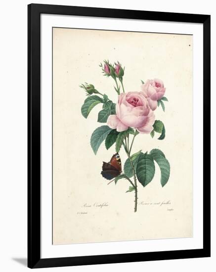 Hundred-Leaved Rose-Pierre Joseph Redout?-Framed Giclee Print